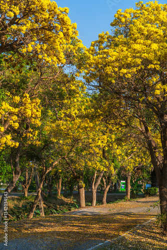 Obraz na płótnie Beautiful blooming Yellow Golden trumpet tree or Tabebuia aurea roadside of the Yellow that are blooming with the park in spring day in the garden and sunset sky background in Thailand. w salonie