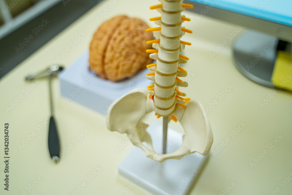 Fototapeta premium Anatomy study model. A spine model stands next to a brain model and tools on a study table in a learning space.