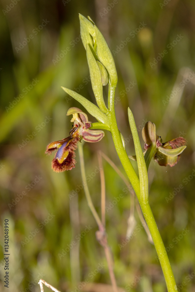 Una bellísima Orquídea silvestre Espejo de Venus (Ophrys speculum) Una bellísima Orquídea silvestre Espejo de Venus (Ophrys speculum)