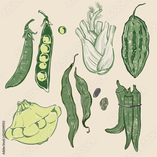 Vector vegetable doodle set of pattypan squash, okra, peas, beans and fennel. Hand-drawn garden harvest sketch with vintage texture. Tasty food for design, veggie market drawing print or background.