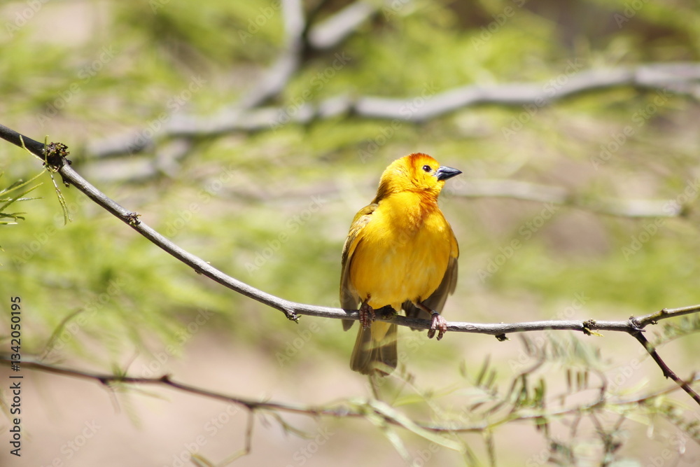 Fototapeta premium Yellow Bird on a Branch