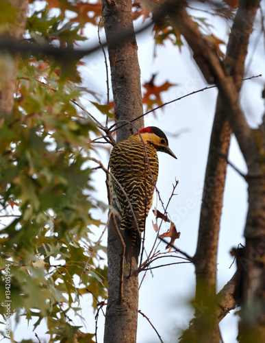 Pajaro carpintero observando