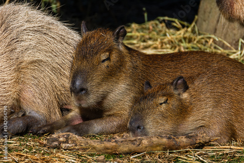 Wallpaper Mural The capybara or greater capybara (Hydrochoerus hydrochaeris) is the largest living rodent, native to South America. Torontodigital.ca