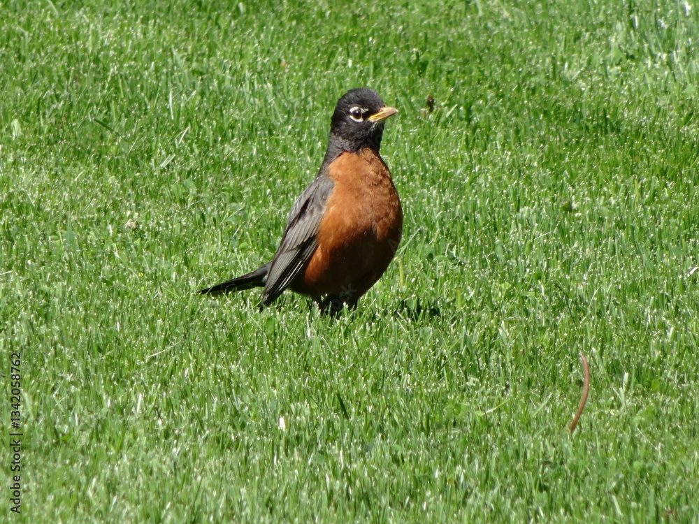 American Robin on a freshly cut lawn - Merle d'amérique sur une pelouse fraichement coupée American Robin on a freshly cut lawn - Merle d'amérique sur une pelouse fraichement coupée