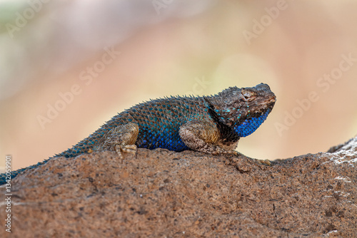 Lovestruck Lizard
