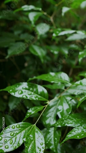 Wallpaper Mural Raindrenched green leaves glistening in morning light with subtle wind sway Torontodigital.ca
