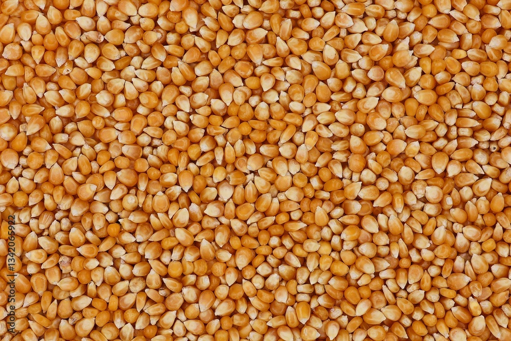 Pile of dried corn kernels in top view. Corn background. Popcorn corn. Pile of dried corn kernels in top view. Corn background. Popcorn corn.