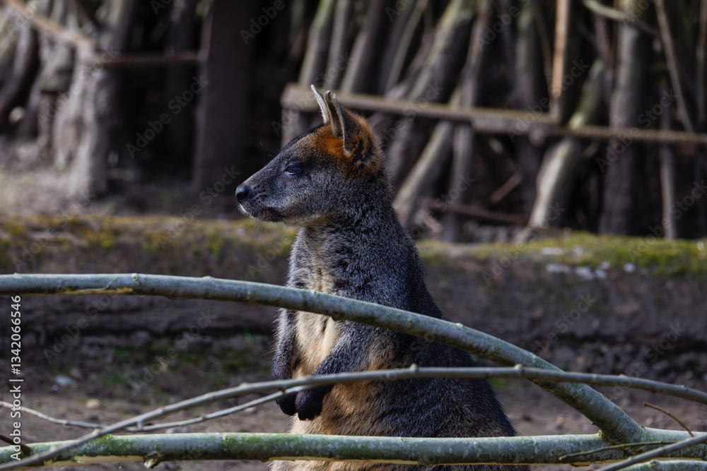 Naklejka premium Wallaby in Natural Habitat with Branches. A wallaby standing in a natural habitat with branches in the foreground.