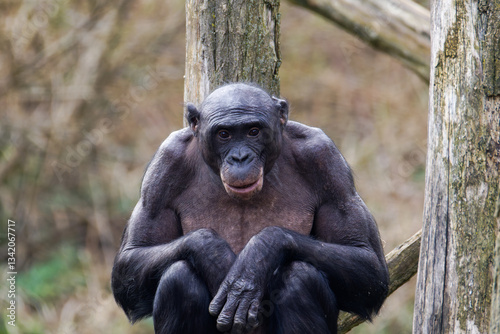 Bonobo, Pan paniscus Sitting on Wooden Structure in Natural Habitat. A bonobo sitting on a wooden structure with a natural background.