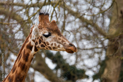 Giraffe Close-Up in Natural Habitat. Close-up of a giraffe's head with a blurred natural background.