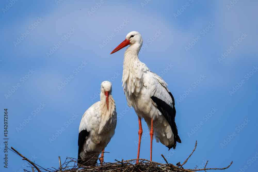 Fototapeta premium White Storks, Ciconia ciconia Perched on Nest Under Blue Sky. Two storks standing on a nest against a blue sky.