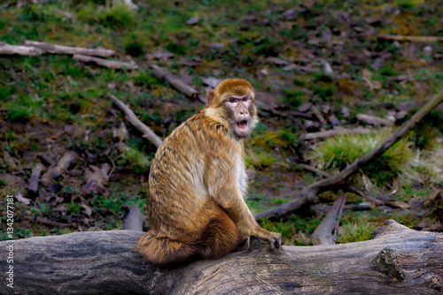 Solitary Monkey Macaca Sylvanus in Natural Habitat. A solitary monkey sitting on a log in a natural setting, looking back at the camera. 