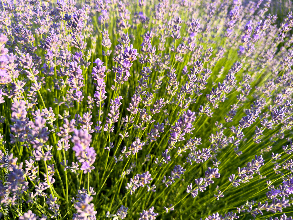 Naklejka premium Delightful lavender flowers. Lavender Field
