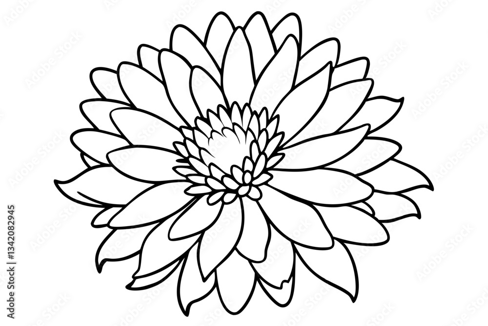 Fototapeta premium aster flower line art silhouette vector illustration