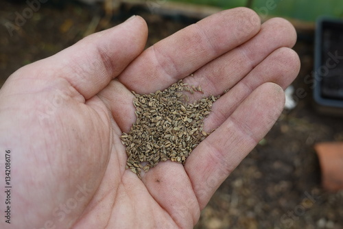 detail of man's hand holding carrot seeds for sowing in field