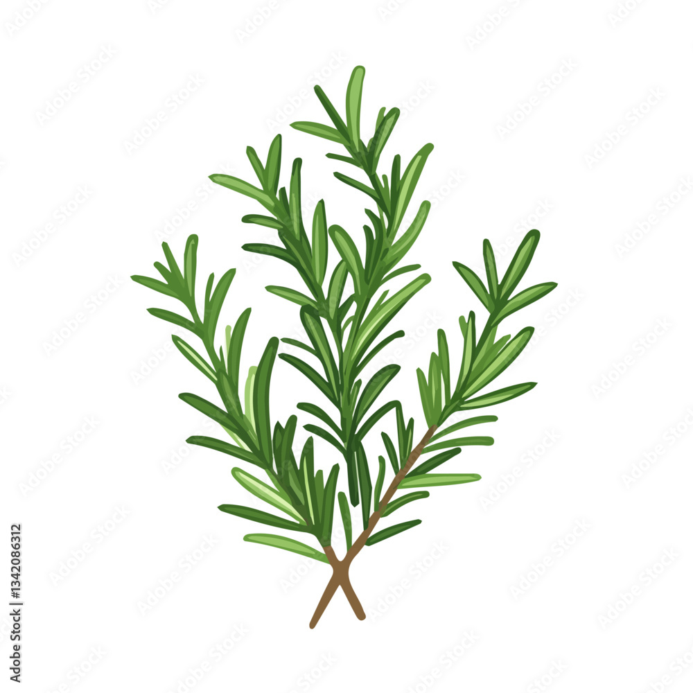Fototapeta premium A Simple flat 2D icon rosemary branch isolated on transparent background, vector, flat design, animation design, simple flat 2D icon, minimalist design, clipart, illustration