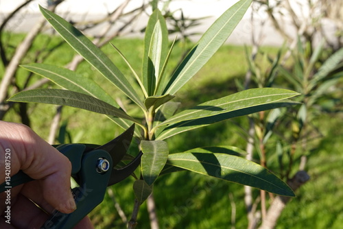 man's hand holding shears for pruning oleander bush