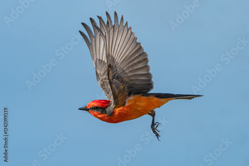 Vermilion Flycatcher (Pyrocephalus rubinus) Photo, in Flight Against the Blue Sky photo