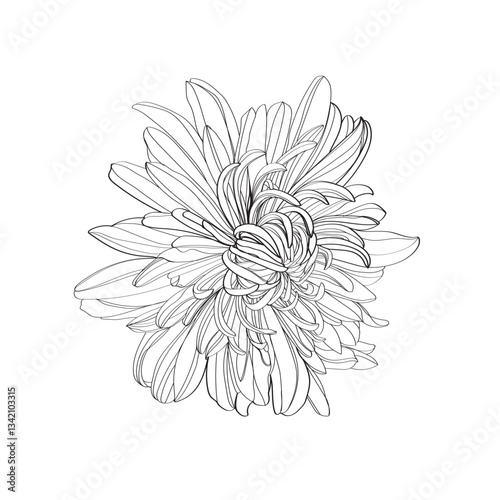 white chrysanthemum flower