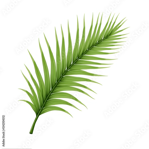 lite and dark green palm realistic image on white background photo
