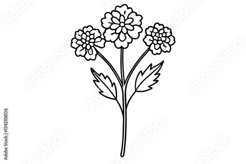 yarrow flower line art silhouette vector illustration