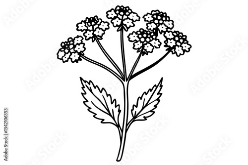 yarrow flower line art silhouette vector illustration