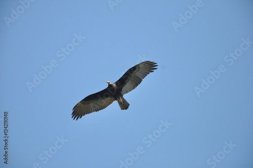 Jote volando