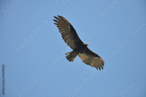 Jote volando