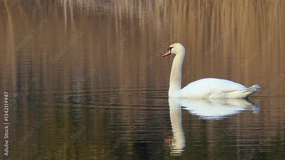 Cybina Valley protected nature area, Swan swimming on the river in the rays of the setting sun of the ending winter Cybina Valley protected nature area, Swan swimming on the river in the rays of the setting sun of the ending winter