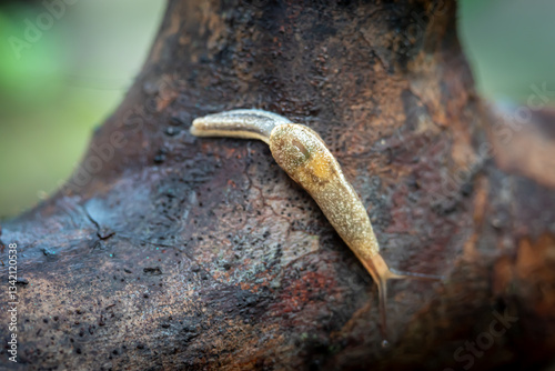 Bild auf Leinwand Slug that is on the surface of a dead old wooden stem, in a garden