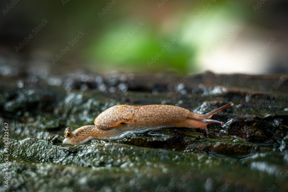 Slug that is on the surface of a dead old wooden stem, in a garden
