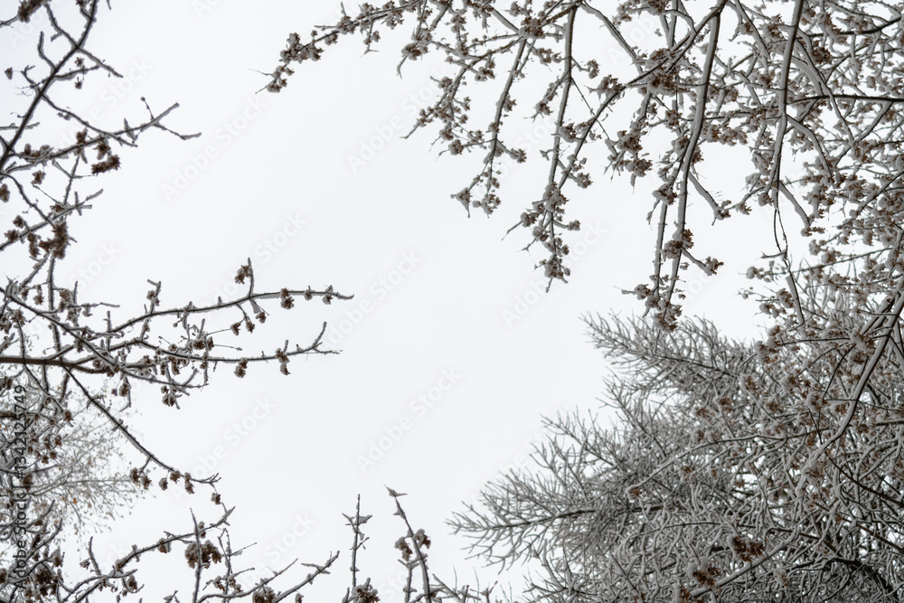 Obraz premium Ice-covered branches create a winter wonderland in the forest