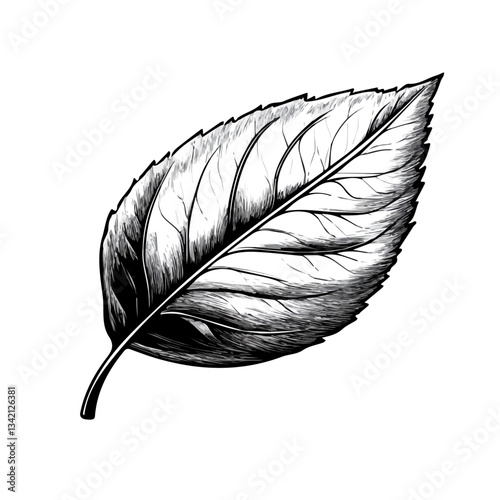 Leaf symbol - black and white design for tattoos, logos and vectors - isolated on white