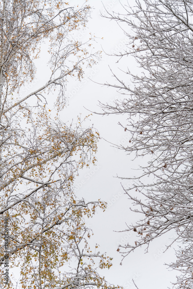Snowy branches contrast against a gray winter sky in serene landscape