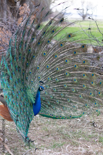 A beautiful male peacock spreads his tail feathers in a prideful display in Northern California.