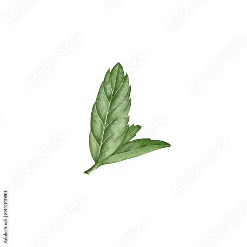 Watercolor illustration of fresh mint leaves. Perfect for tea packaging, botanical designs, recipe cards, drink labels, and natural product branding.
