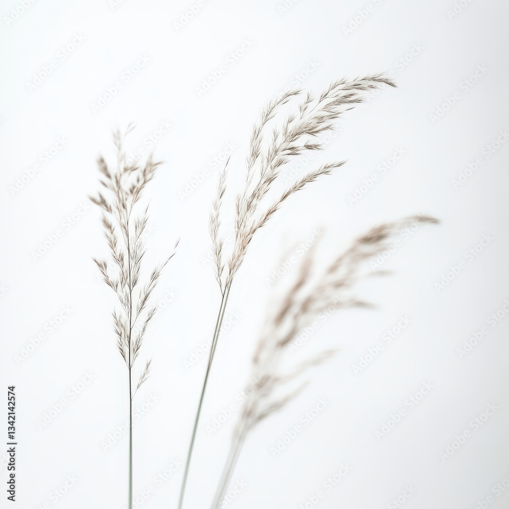 ears of wheat ears of wheat