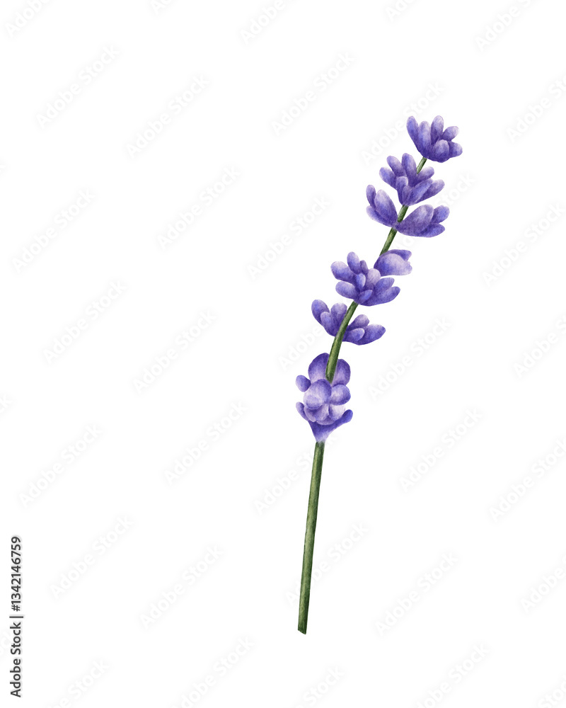 Fototapeta premium Watercolor illustration of a lavender sprig. Delicate purple flowers and a thin green stem create an atmosphere of nature, coziness, and tranquility. Perfect for greeting cards, packaging