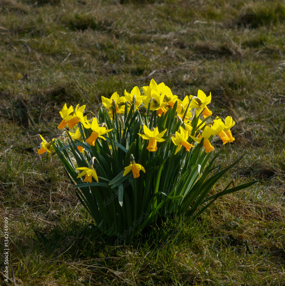 Obraz premium Wild Daffodils in Field, Kings Mill Driffield East Yorkshire UK