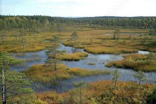 Panoramic view of a tranquil bog landscape in autumn, featuring scattered trees and calm water bodies