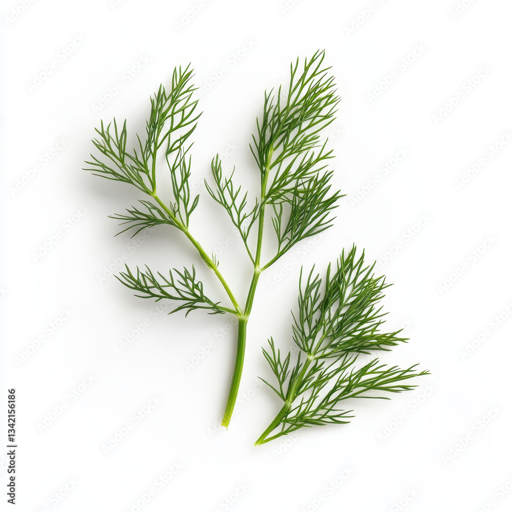 Fototapeta premium dill isolated on white