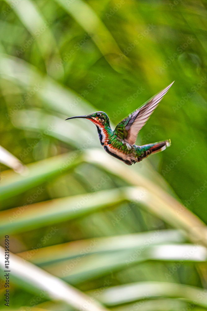 white-chested emerald ,Chrysuronia brevirostris is a hummingbird