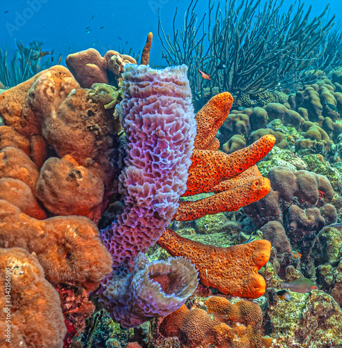 Caribbean coral garden, Bonaire