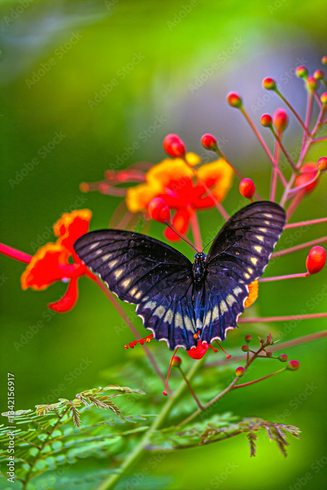 Black swallowtail butterfly in summer