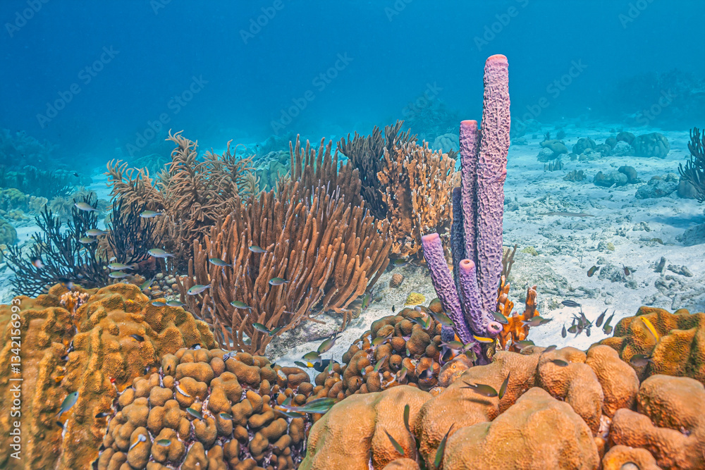 Caribbean coral garden, Bonaire