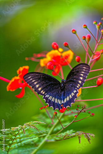 Black swallowtail butterfly in summer