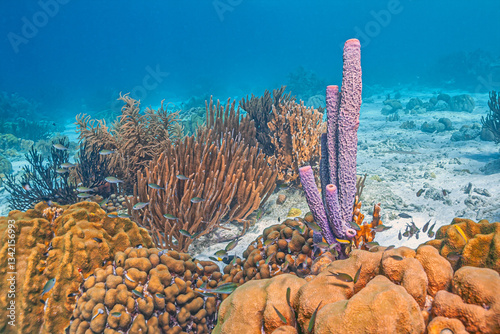 Obraz na płótnie Caribbean coral garden, Bonaire w salonie