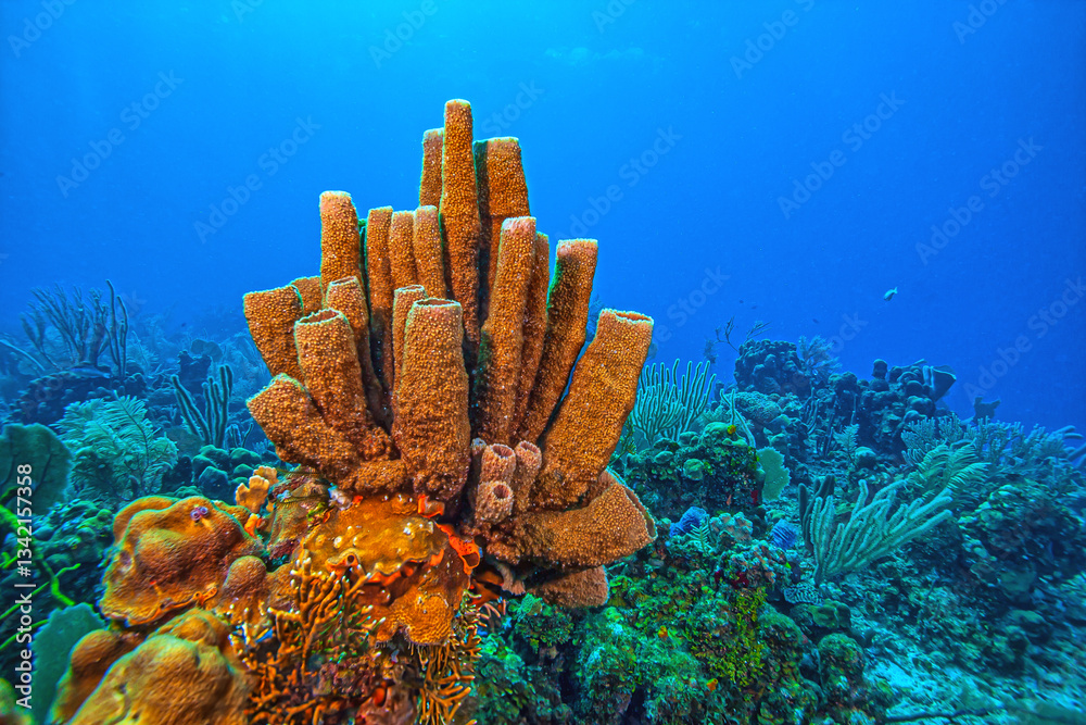 Caribbean coral garden, Bonaire