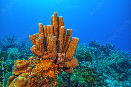 Obraz na płótnie Caribbean coral garden, Bonaire w salonie