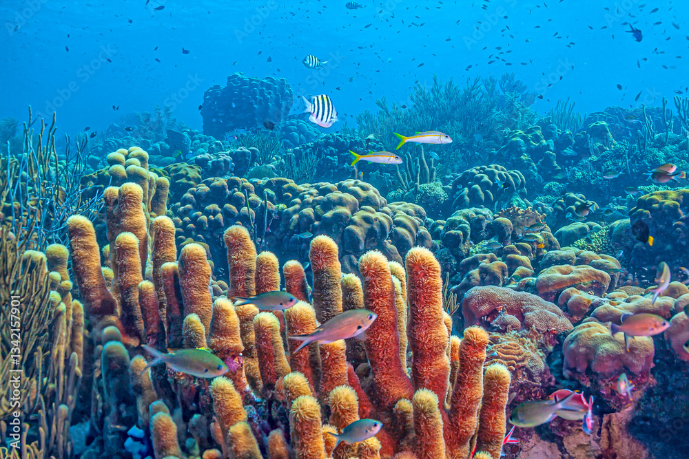 Caribbean coral garden, Bonaire